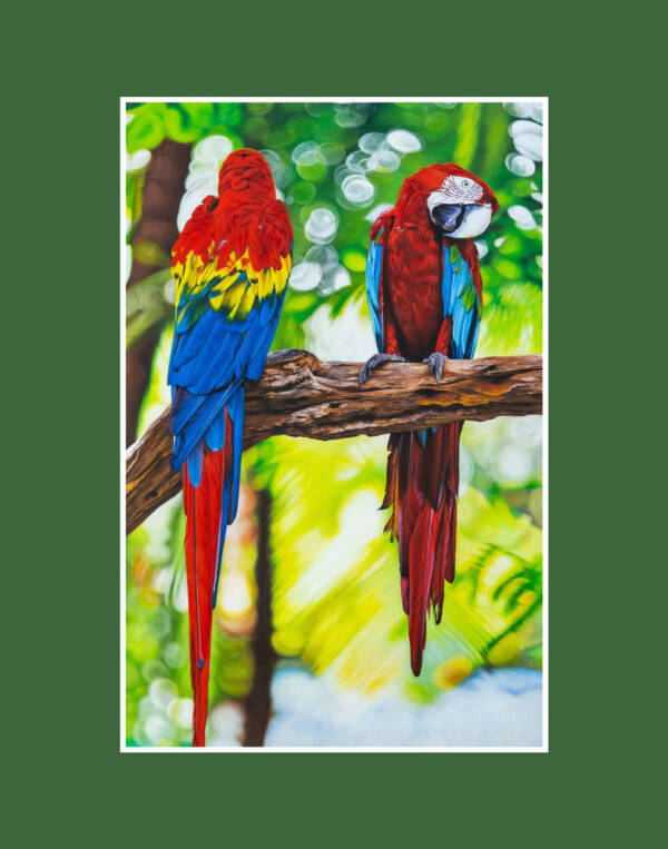Scarlet Macaws Prints