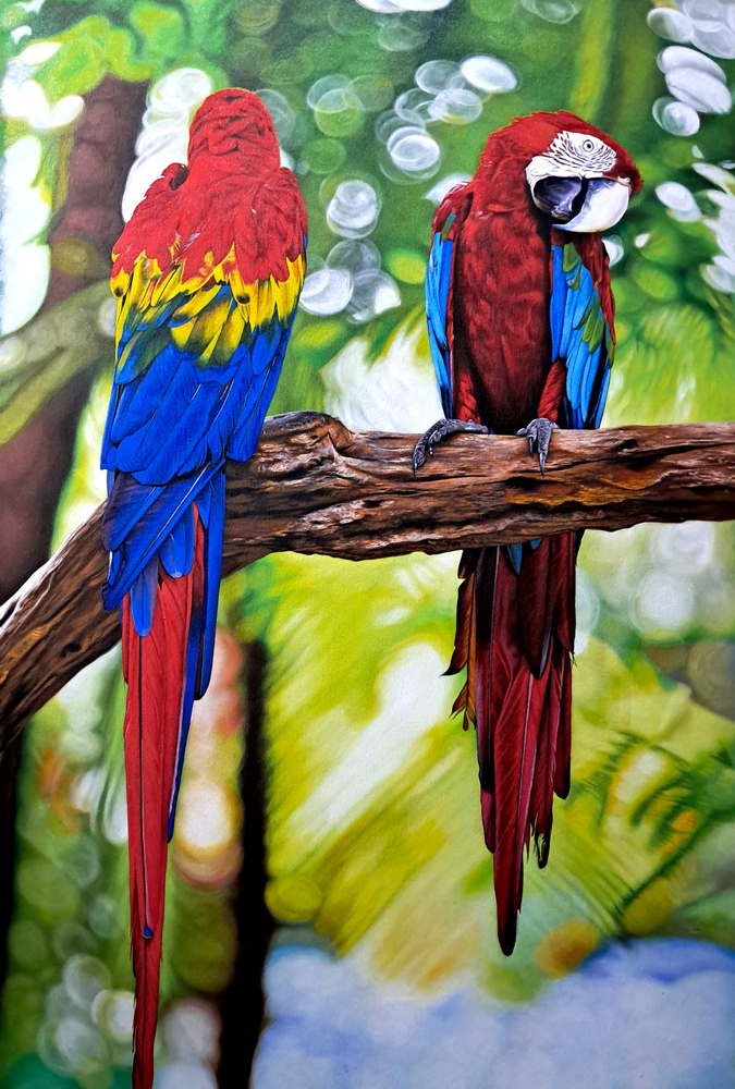 Scarlet Macaws